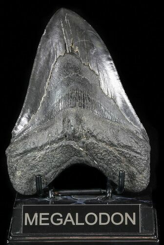 Large, Fossil Megalodon Tooth - Georgia #56351